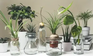 Piante grasse in vasi di vetro, alcune con radici in acqua e zucchero per favorirne la crescita.