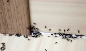 Formiche alate e operaie si radunano vicino a un angolo di legno, attratte da qualcosa di invisibile.