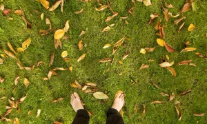 Piedi nudi su un prato autunnale, tra foglie secche e gialle che creano un tappeto colorato.