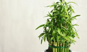 Un rigoglioso bambù in vaso sul balcone, con gocce d'acqua sulle foglie verdi.