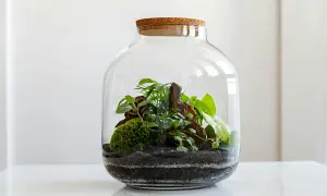 Un ecosistema in miniatura racchiuso in una **pianta di vetro**. Muschio, rocce e diverse specie vegetali creano un piccolo mondo verde.