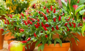 Piante di peperoncino ornamentale, cariche di frutti rossi brillanti, pronte per essere raccolte e gustate.