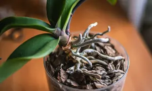 Le radici dell'orchidea, fuori dal vaso, si intrecciano con la corteccia, mostrando la loro vitalità e la necessità di spazio.