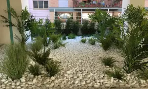 Un rigoglioso giardino a bassa manutenzione con felci e piante verdi su ghiaia bianca, che crea un'oasi moderna e pulita.