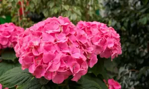 Fiori rosa vivaci di ortensie, con foglie verdi scure. Un tocco di acqua e aceto per ortensie le mantiene rigogliose.