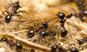 Un terreno infestato da formiche, con insetti neri e rossi che si muovono tra paglia e granelli.