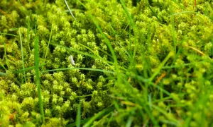 Primo piano di muschio verde brillante e fili d'erba. Un piccolo insetto bianco è visibile tra il muschio. Ideale per chi cerca come eliminare il muschio in modo naturale.