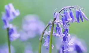 Un grappolo di fiori campanula blu pende su steli verdi, con altri fiori sfocati sullo sfondo.