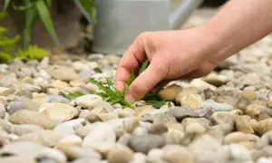 Mano che estrae un'erba dalla ghiaia, un metodo semplice per eliminare l'erba dalla ghiaia e mantenere pulito il giardino.