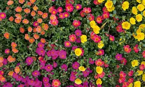 Un tappeto di vivaci portulaca fiori in tonalità rosa acceso, fucsia, arancio e giallo brillante, che illuminano un giardino estivo.