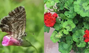 Farfallina del geranio posata su un fiore rosa, con sfondo verde sfocato. A destra, un geranio con fiori rossi e foglie verdi.