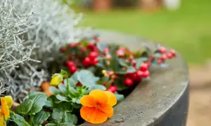 Un vaso con vivaci fiori da balcone invernali: viole arancioni e gialle, bacche rosse e fogliame argenteo creano un angolo colorato.