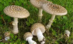 Un gruppo di funghi prato, con cappelli marroni maculati di bianco, spuntano dall'erba verde.
