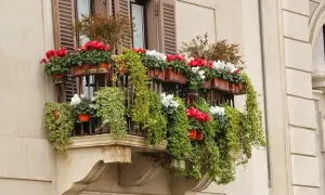 Balcone fiorito con ciclamini rossi e bianchi e edera rampicante, con un'esposizione nord est che favorisce la loro crescita rigogliosa.