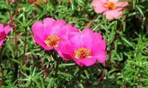 Fiori rosa vivaci di portulaca pianta, con stami gialli brillanti, su un letto di fogliame verde.