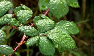 Foglie verdi di rovo bagnate dalla pioggia, con spine rosse. Un promemoria per chi cerca come eliminare i rovi in modo naturale.