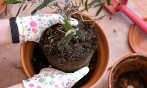 Mani guantate con pois colorati aiutano a spostare un ulivo piccolo dal suo vaso.