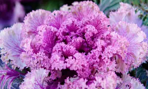 Cavolo ornamentale viola e bianco, con foglie arricciate, un tocco di colore tra le piante inverno.