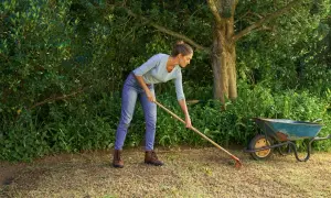 Donna con rastrello prepara il terreno per rifare il prato da zero, con carriola vicina.