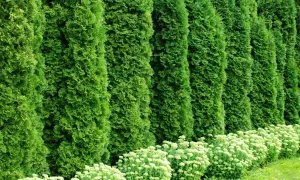 Una siepe di **thuja** crea una barriera verde. Le sue **proprietà** decorative e di privacy la rendono ideale per giardini.