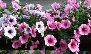 Fiori di petunia rosa e viola in un'esposizione nord ovest, con petali vellutati e centri scuri.