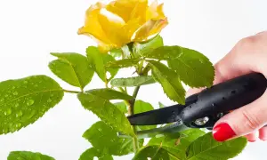 Mano con forbici nere pota una rosa gialla con gocce d'acqua sulle foglie. Momento ideale quando si potano le rose.