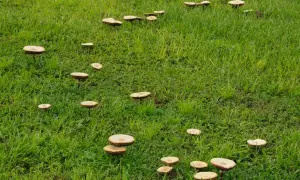 Un prato verde punteggiato da numerosi funghi. Alcuni sono raggruppati, altri solitari, evocando l'idea di rimedi naturali.