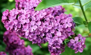 Un lillà pianta non fiorisce, ma i suoi boccioli viola intenso promettono una primavera profumata.