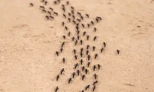 Formiche in marcia su terreno sabbioso. Forse cercano un repellente per formiche fai da te per evitare il loro percorso.