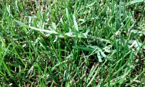 Un fusto di setaria infestante si allunga tra l'erba verde, un ospite indesiderato nel prato.