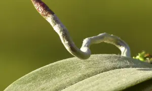 Radici di orchidee fuori dal vaso, che si allungano curiose verso la luce.