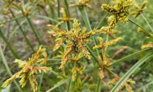 Fiori a stella del cipero infestante, con steli verdi e sottili che si intrecciano.