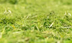 Erba appena tagliata, un tappeto verde e soffice. Il sale brucia l'erba, ma qui è solo un ricordo, un profumo di natura.