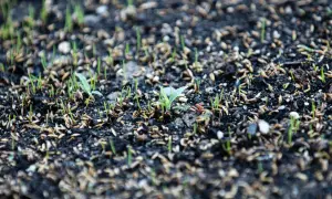 Germogli verdi spuntano dal terreno scuro, promessa di un prato dopo 15 giorni. Semi ancora visibili tra le prime tenere piantine.