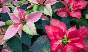 Fiori di stella di natale in estate, con petali rosa e rossi che contrastano con le foglie verdi scuro.