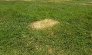 Macchie gialle su prato verde, sintomo di sclerotinia.