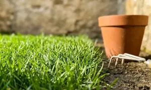 Un prato verde e rigoglioso, pronto per essere curato. Un vaso di terracotta e un rastrello suggeriscono come avere un prato senza erbacce.