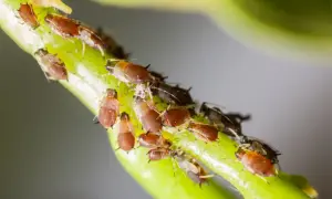 Un gruppo di afidi, noti parassiti dei fiori, si aggrappa a un gambo verde.