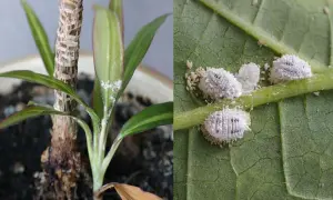 Insetti cotonosi infestano una pianta d'appartamento e una foglia, creando una patina bianca e lanuginosa.
