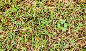 Un prato con erba verde e secca, con alcune gocce d'acqua. La ruggine del prato è visibile tra i fili d'erba.