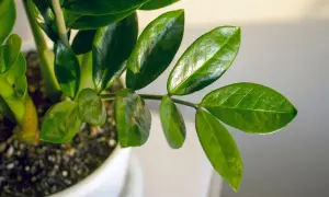 Foglie lucide di una pianta da appartamento, perfetta per chi cerca piante facili da coltivare.