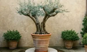 Un maestoso ulivo in vaso, un esempio di come curarlo per ottenere un'elegante pianta ornamentale.