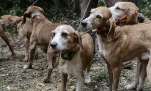 Cani da caccia con collari, attenti a dove camminano, il diserbante è pericoloso per i cani.