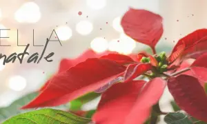 Stella di Natale, una delle piante natalizie più iconiche.