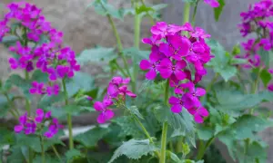 Fiori viola intenso della pianta lunaria, con petali delicati che si aprono verso la luce.