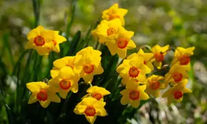 Un grappolo di narcisi gialli con un centro arancione brillante. Perfetti per sapere quando piantarli e godersi la primavera.