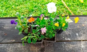 Viole fiori colorate in vasetti pronti per essere piantati, con un prato verde sullo sfondo.