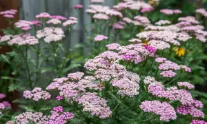 Un campo fiorito di achillea millefoglie rosa e bianchi, con foglie verdi frastagliate.