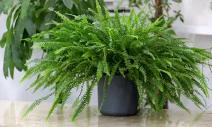 Felce di Boston rigogliosa in vaso scuro, con fronde verdi e delicate. Nonostante la sua bellezza, è una felce di Boston tossica se ingerita.