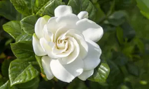 Un fiore bianco e profumato, una delle tante piante acidofile da appartamento, con foglie verdi lucide sullo sfondo.